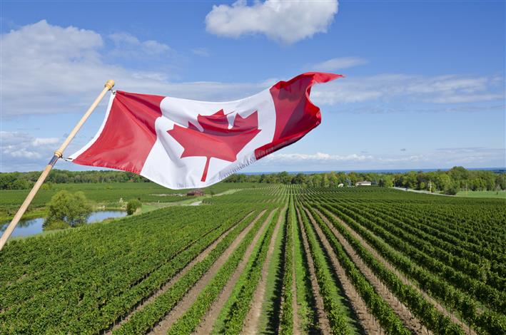 Canada’s Agricultural Industry Needs 30,000 Immigrant Farmers in the Next Decade